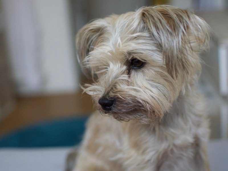 Yorkshire Terrier.jpg