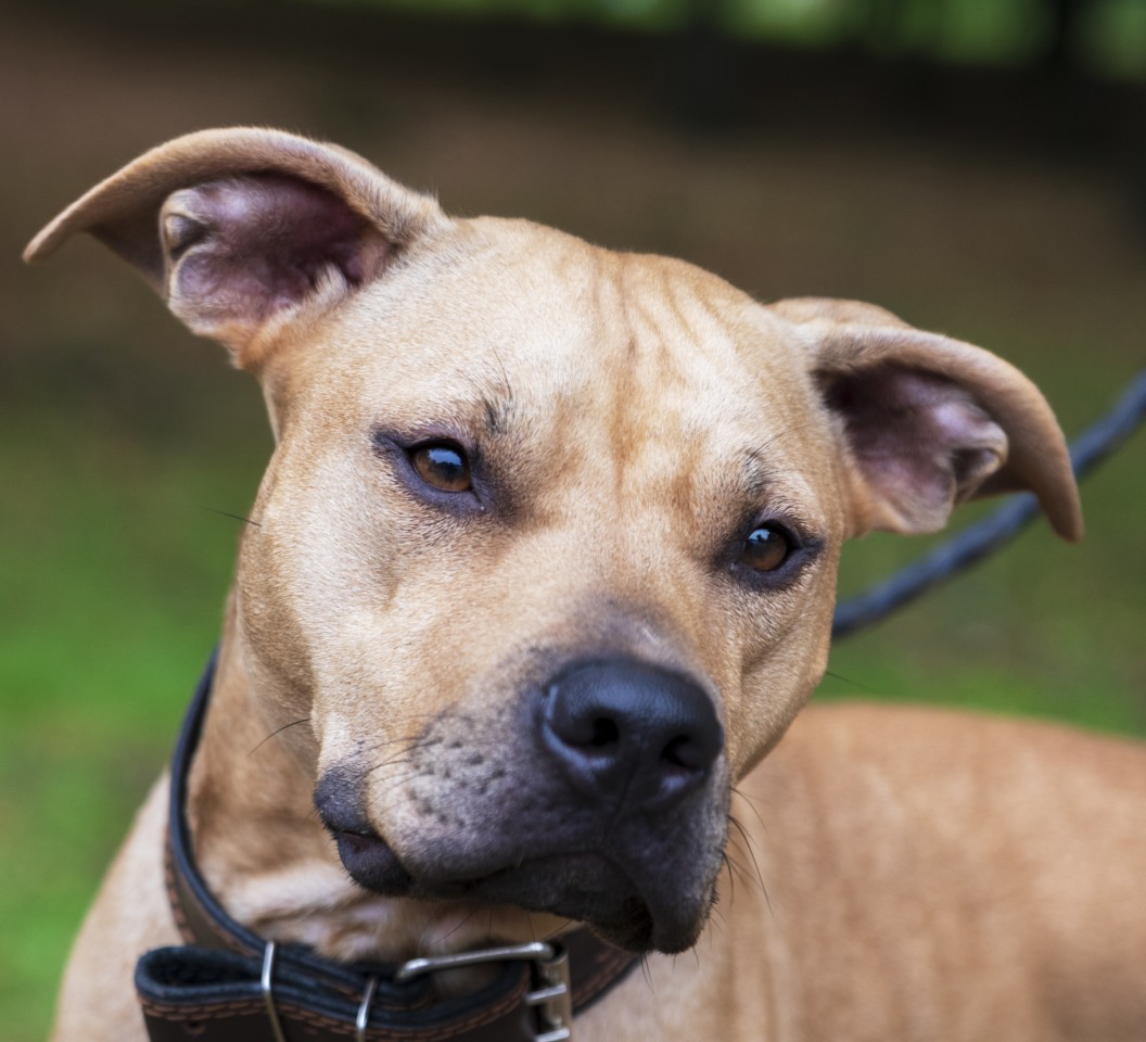 In England hat ein Pitbull ein kleines Mädchen getötet. (Symbolfoto)