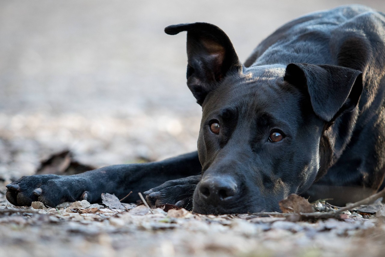 Ein toter Hund wurde in Thüringen auf schrecklichem Wege entsorgt (Symbolbild).