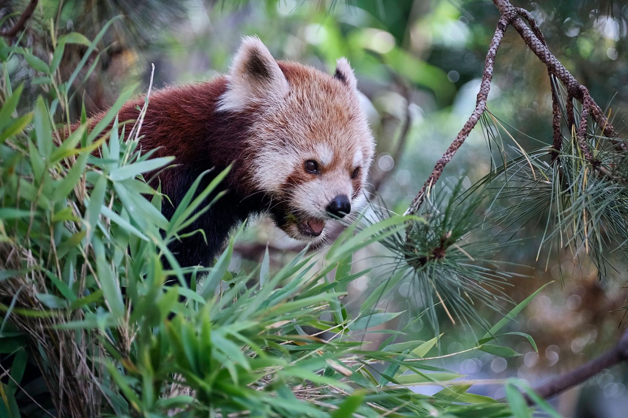 Ein kleiner Panda (hier ein Bild aus dem Zoo Leipzig).