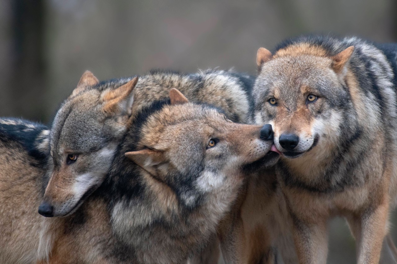 Wolf in NRW: Es wurde ein neues Abschuss-Gesetz beschlossen.