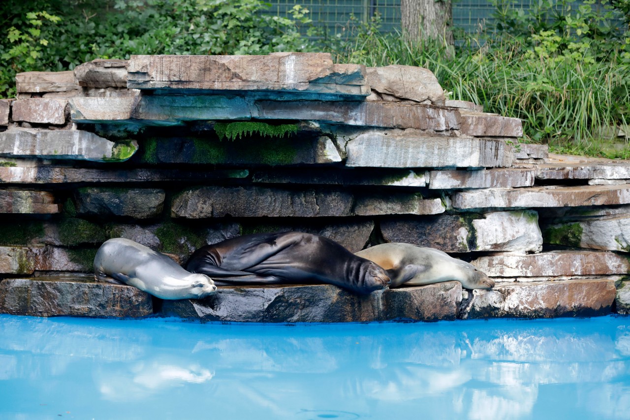 Der Zoo Dortmund bringt die Tiere in Sicherheit. Bis nach der erfolgreichen Entschärfung der Bombe müssen sie in ihren Stallung bleiben.