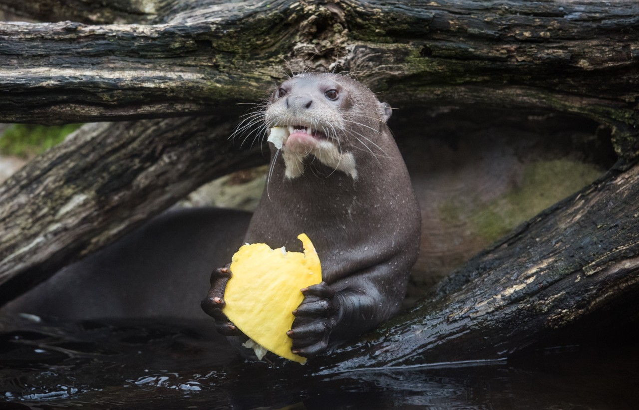 Der Zoo Duisburg lädt Ukraine-Flüchtlinge zu einem kostenlosen Besuch ein.