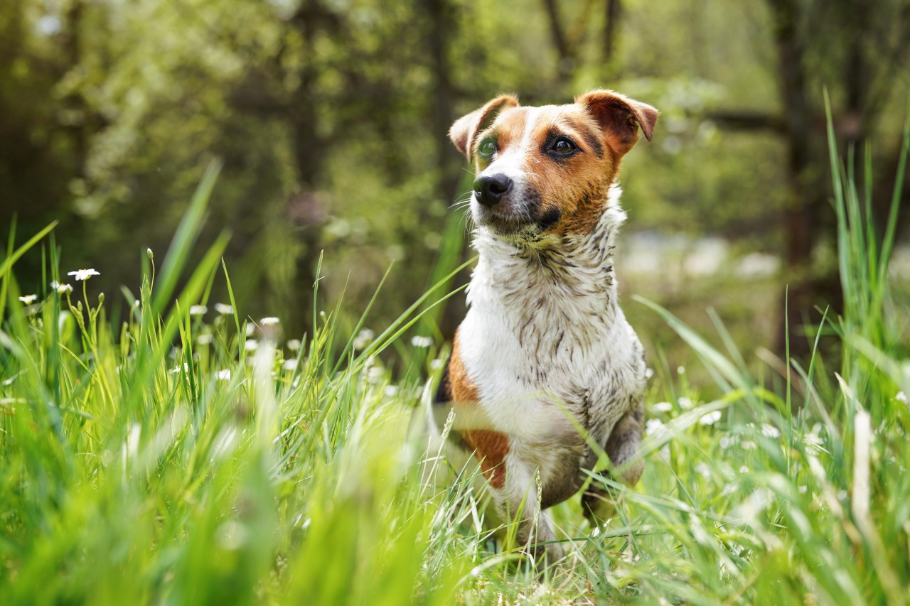 In NRW ist Hund Boy ausgebüxt. Jetzt ist der Angsthund auf der Flucht und braucht besondere Hilfe. (Symbolbild)