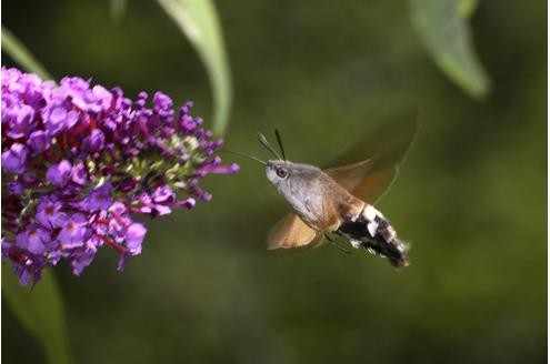 ...verwechseln Naturfreunde das Taubenschwänzchen mit einem Kolibri. Genau wie der Vogel...