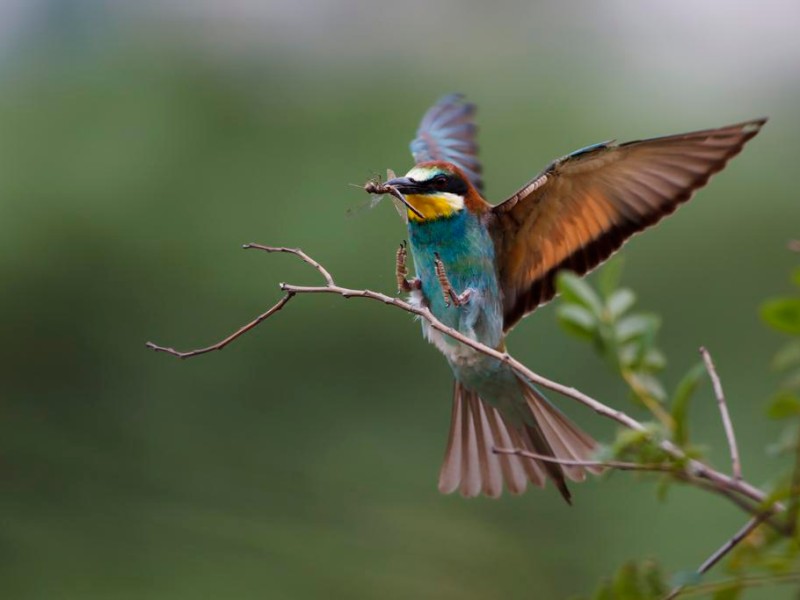 Naturfoto von Hermann Hirsch