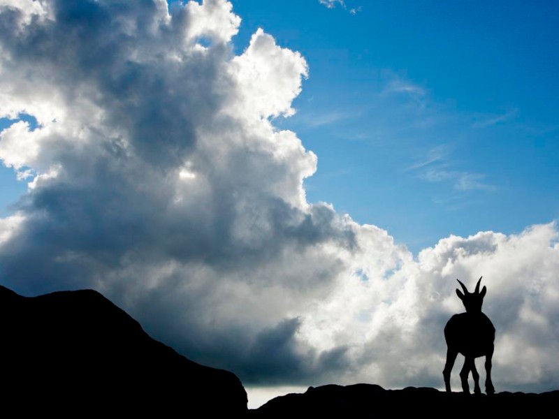 Beim Wettbewerb „Naturfotograf des Jahres“ der Gesellschaft Deutscher Tierfotografen (GDT) erzielte Hirsch 2011 und 2012 den 2. Platz, gewann beim Horizonte Festival Zingst und sammelte Ehrungen bei vielen weiteren Wettbewerben.