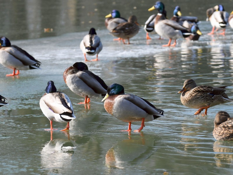 Sonnenbad auf der Eisfläche eines Teiches im Blücherpark in Köln-Ehrenfeld. 