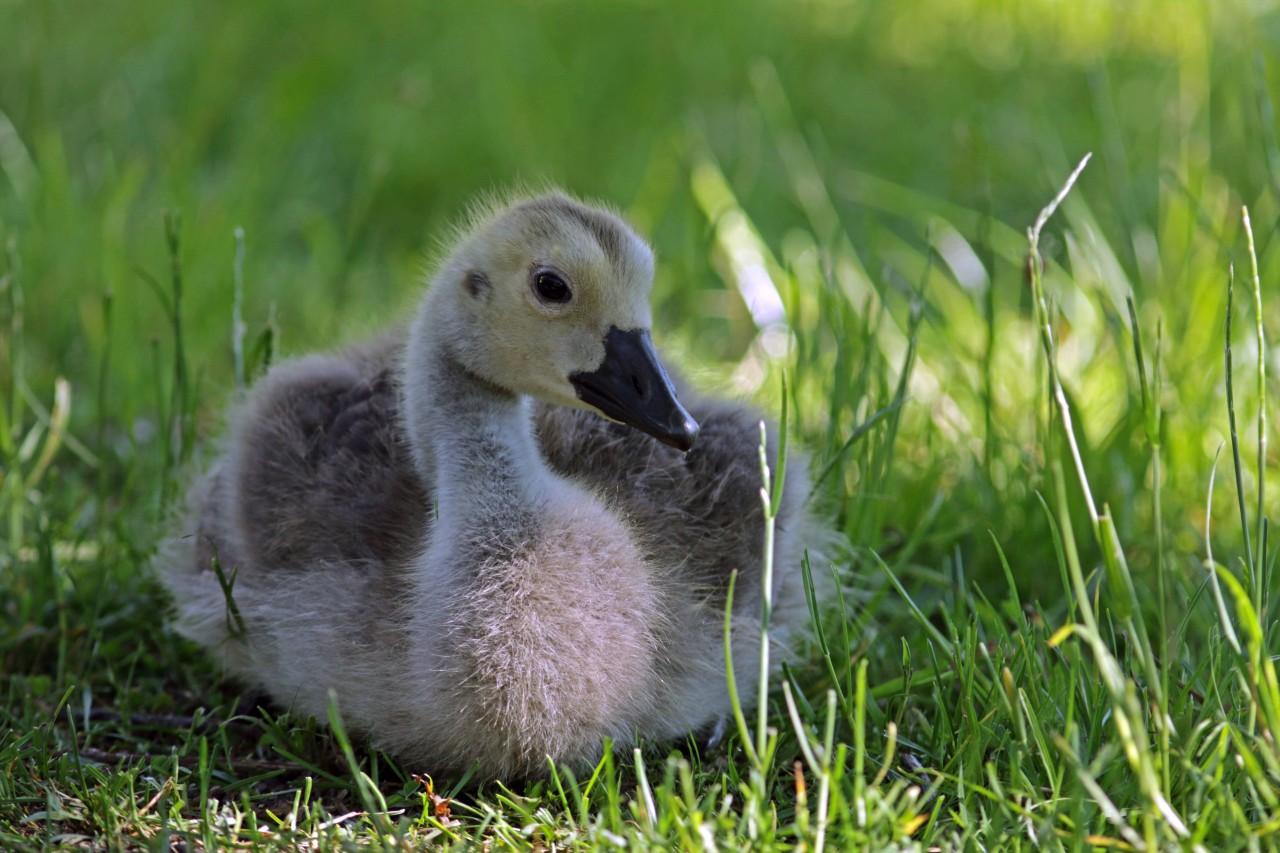 Bochum: Tierbabys in Lebensgefahr? Küken sollte man nicht mit Brot oder gar Salzgebäck füttern! 