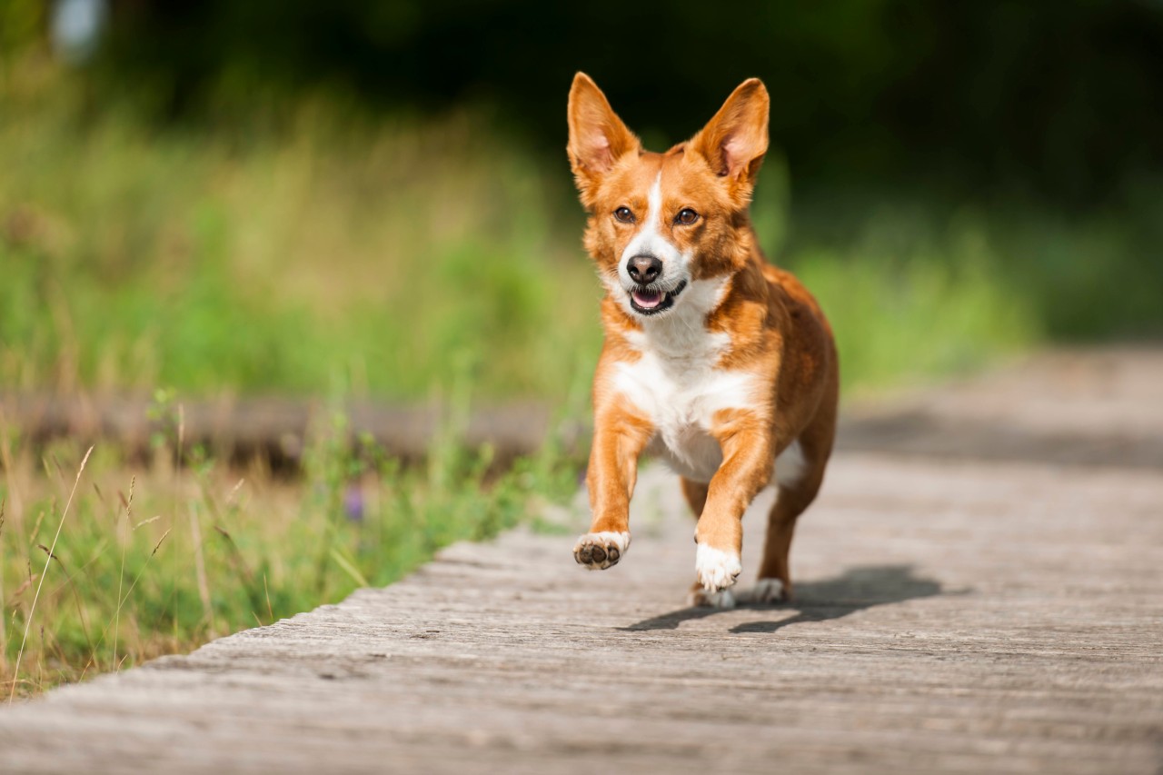 Ein Corgi ist in China totgeschlagen worden, weil sein Halter Corona hat. (Symbolbild)