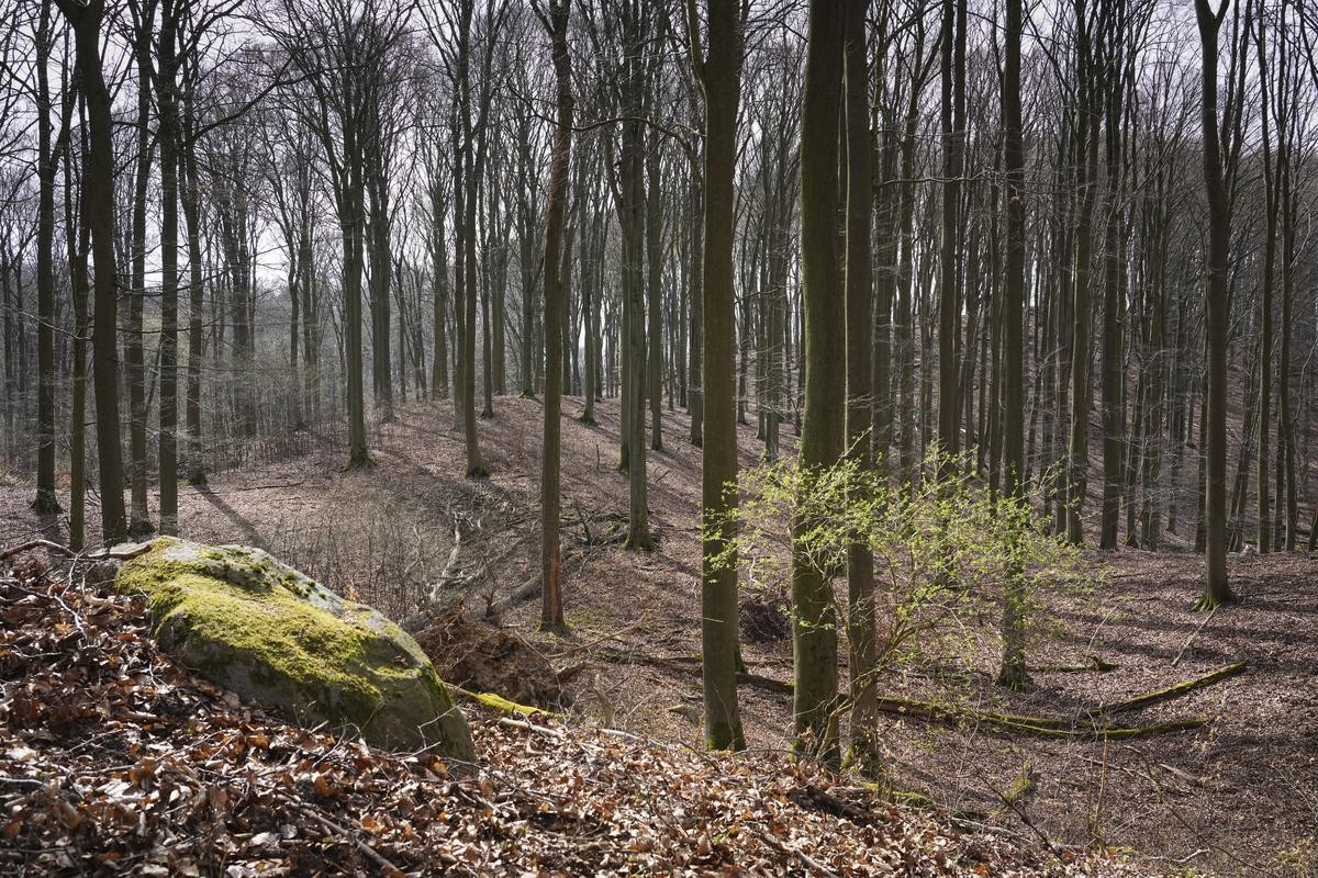 Die Sonne scheint zwischen den noch kahlen Bäumen nahe dem Ort Altkünkendorf im Grumsiner Forst über dem 139 Meter hohen Blocksberg. Der Grumsin liegt im Biosphärenreservat Schorfheide-Chorin. 