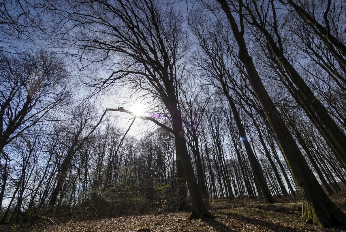 Die Sonne scheint zwischen den noch kahlen Bäumen nahe dem Ort Altkünkendorf im Grumsiner Forst. Der Grumsin liegt im Biosphärenreservat Schorfheide-Chorin. 