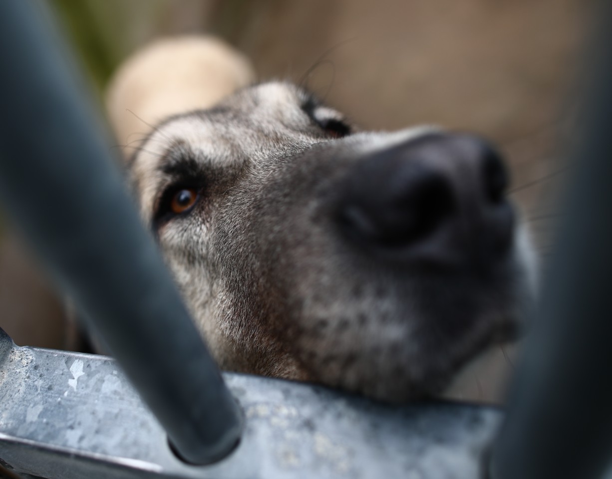 Vorher sei der Hund nicht auffällig gewesen. (Symbolbild) 