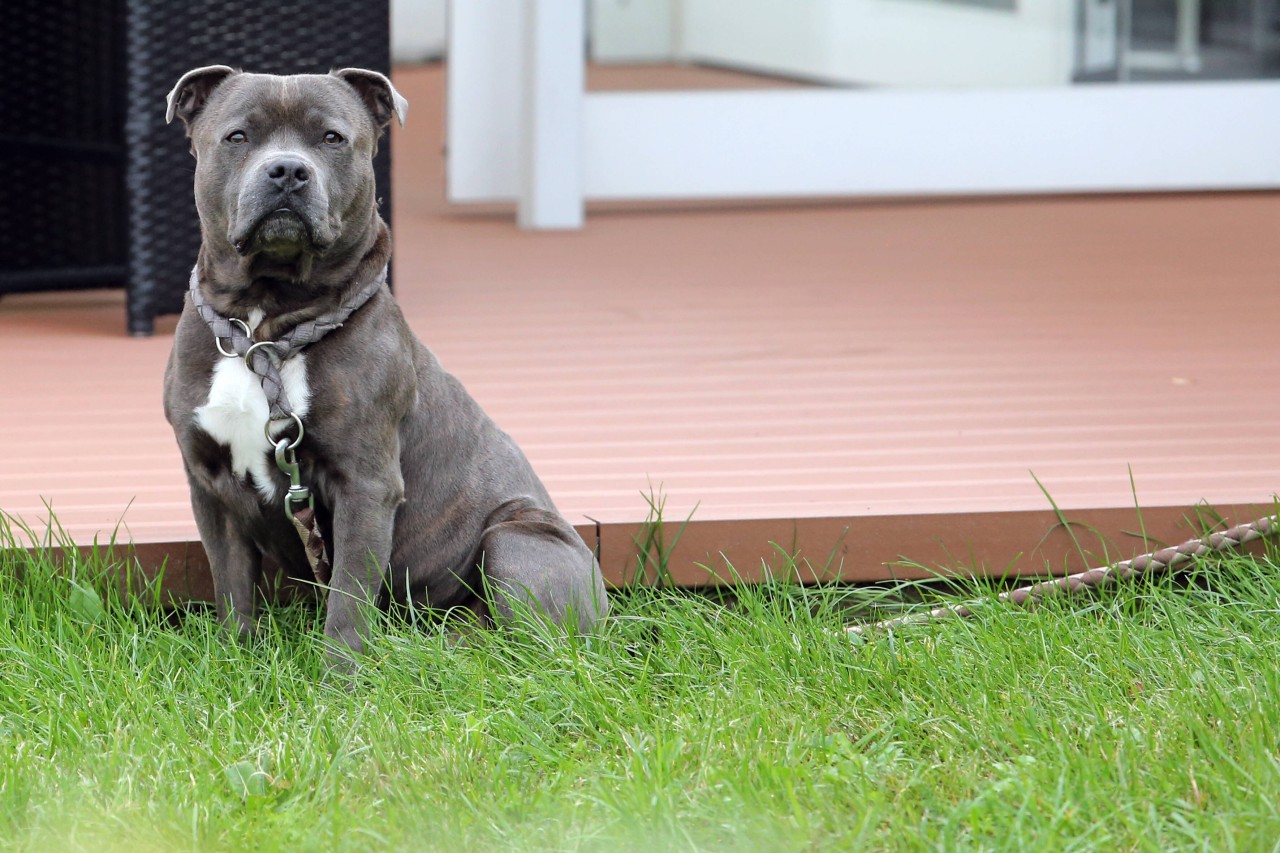 Hund: In Leipzig ist ein Vierbeiner vermisst gemeldet worden. Der Besitzer hat einen Shitstorm über sich ergehen lassen müssen. (Symbolfoto)