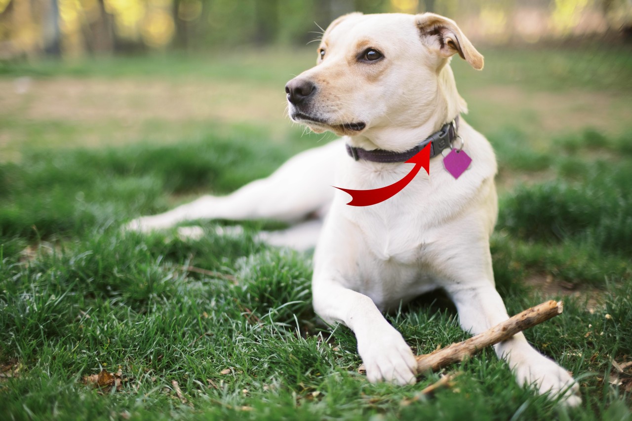 Hund: Ein Halter ist ganz schockiert, als er plötzlich etwas Ungewöhnliches am Halsband seines Vierbeiners entdeckt. (Symbolbild)