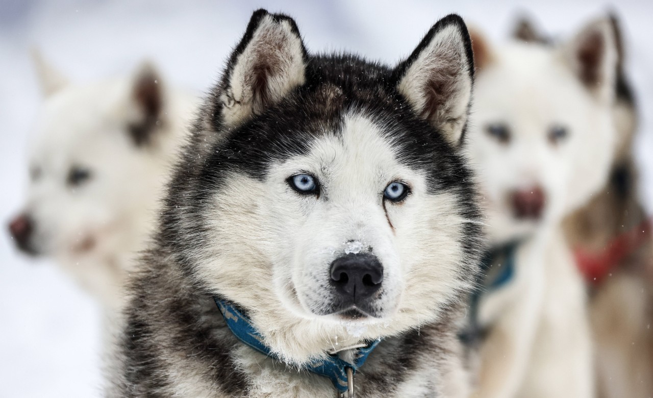 Ein Husky ist in NRW gestohlen und zum Verkauf angeboten worden. (Symbolbild)