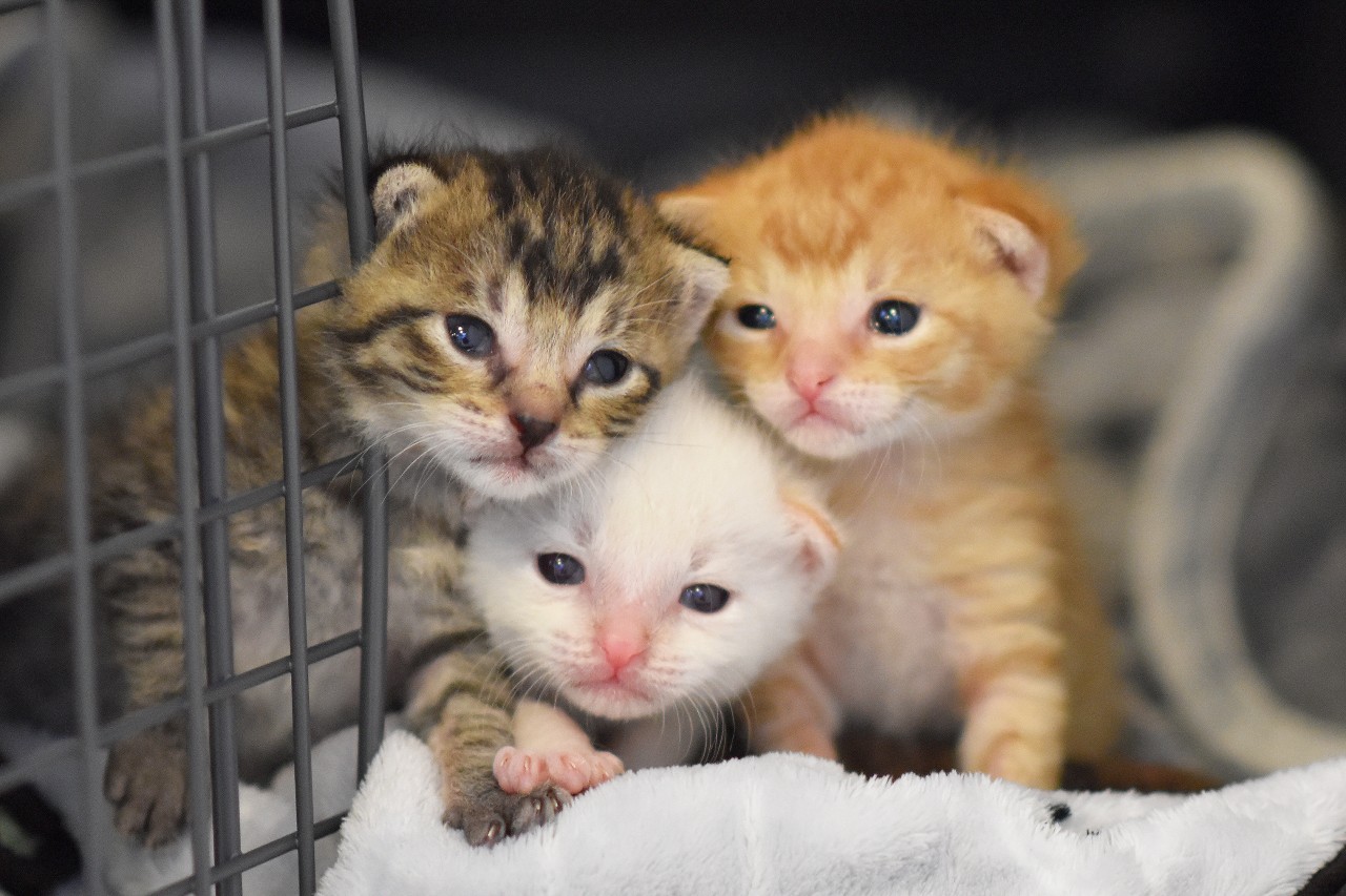 Die drei werden jetzt erst einmal im Tierheim aufgepäppelt, bevor sie vermittel werden können.