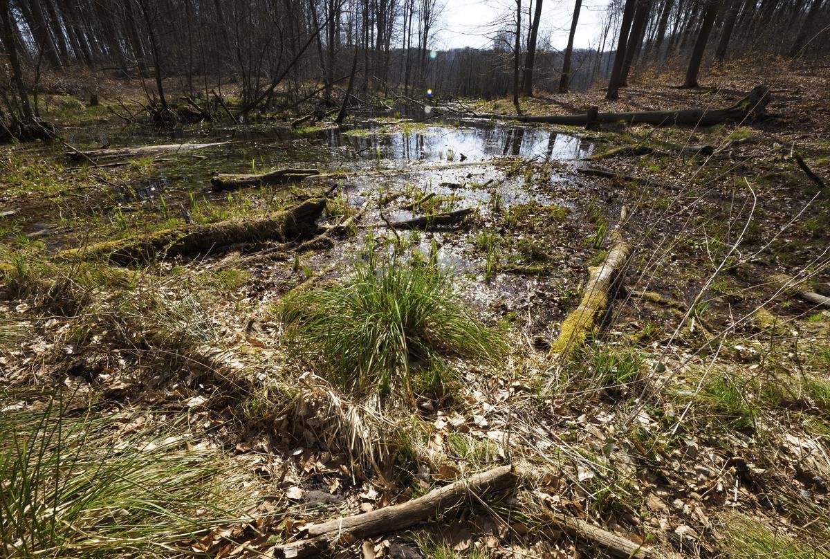 Moderndes Holz und Laub liegen nahe dem Ort Altkünkendorf im Grumsiner Forst am nördlichen Ufer des Schwarzen Sees im Wasser. Der Grumsin befindet sich im Biosphärenreservat Schorfheide-Chorin. (zu dpa ·Einblicke ins wilde Brandenburger Weltnaturerbe· vom 20.04.2022) Foto: Soeren Stache/dpa