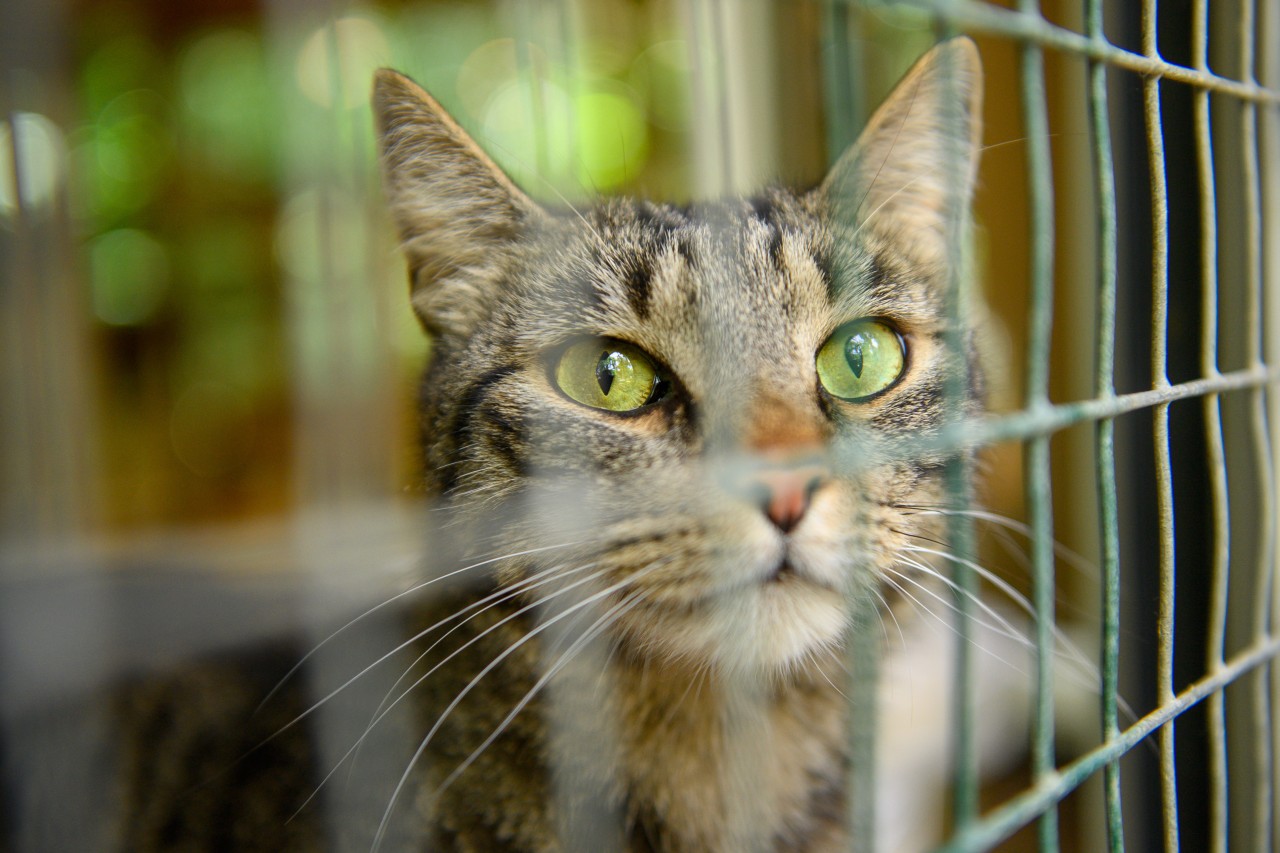 Ein älterer Kater aus einem Tierheim in NRW sucht verzweifelt ein Zuhause für seinen Lebensabend. (Symbolbild)