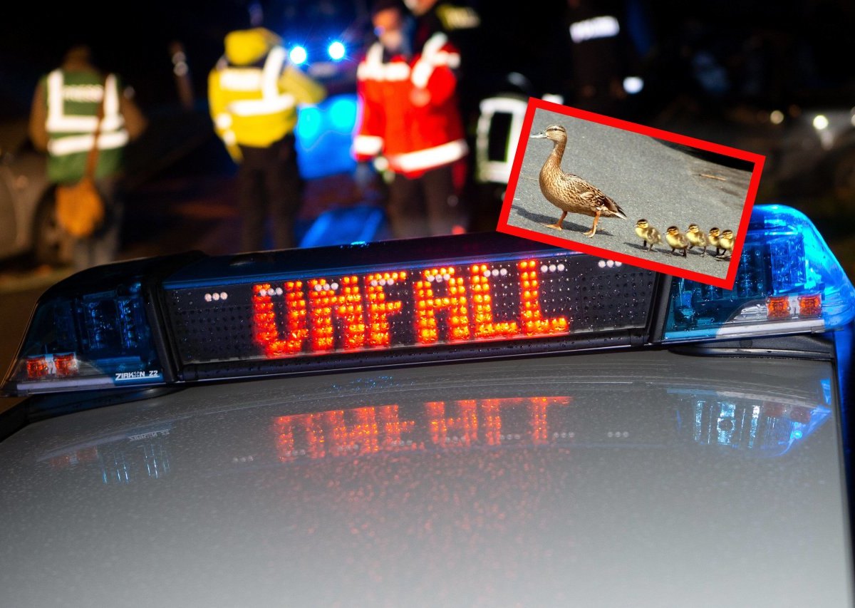 Unfall-Ente.jpg