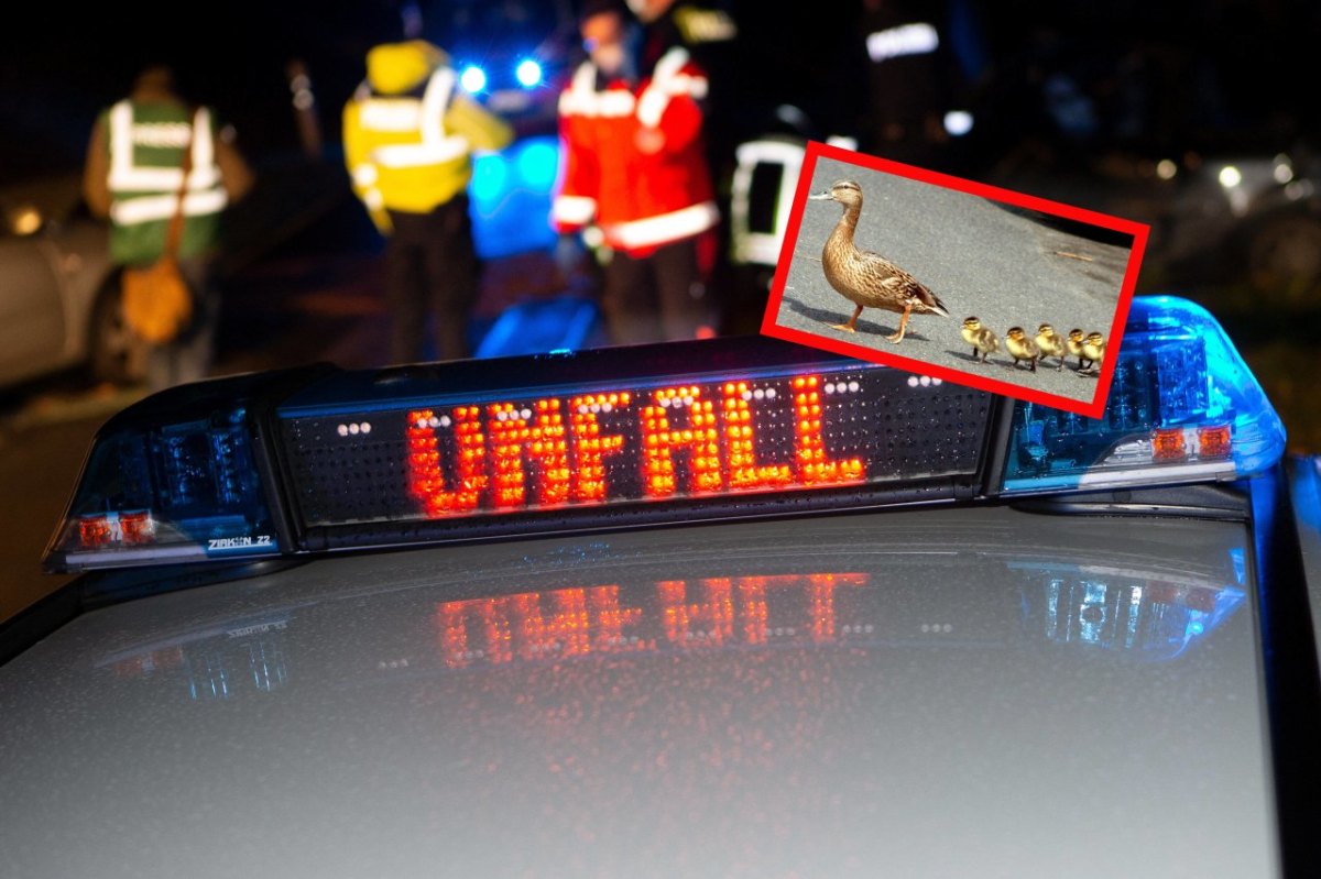 Unfall-Ente.jpg