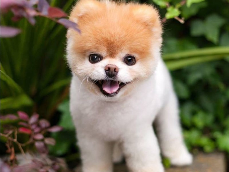 boo-hund-tot.jpg