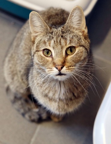 Die Polizei hat die Katze aus der Toilette gerettet – sie war völlig verängstigt. (Symbolbild)