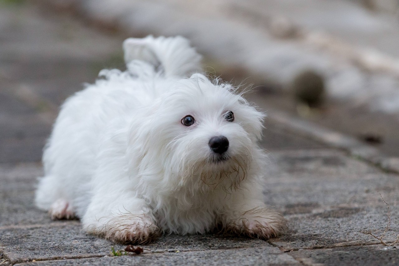 Schreckliche Szenen in Wien! Ein Mann hat einen Hund totgetreten. (Symbolbild)