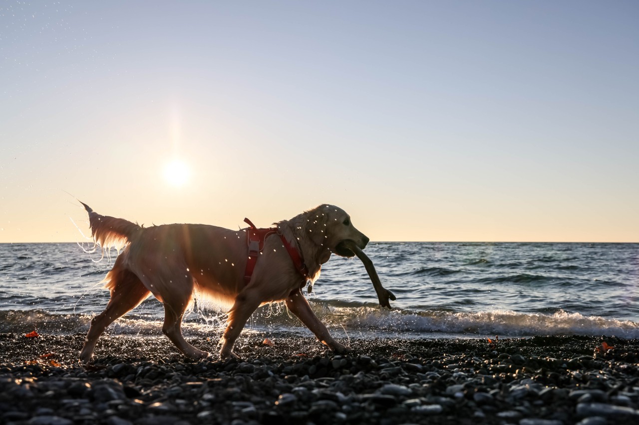 Nach zahlreichen Beschwerden und Initiativen sollen Spaziergänger mit Hund auf Mallorca von nun an strenger kontrolliert werden. (Symbolbild)