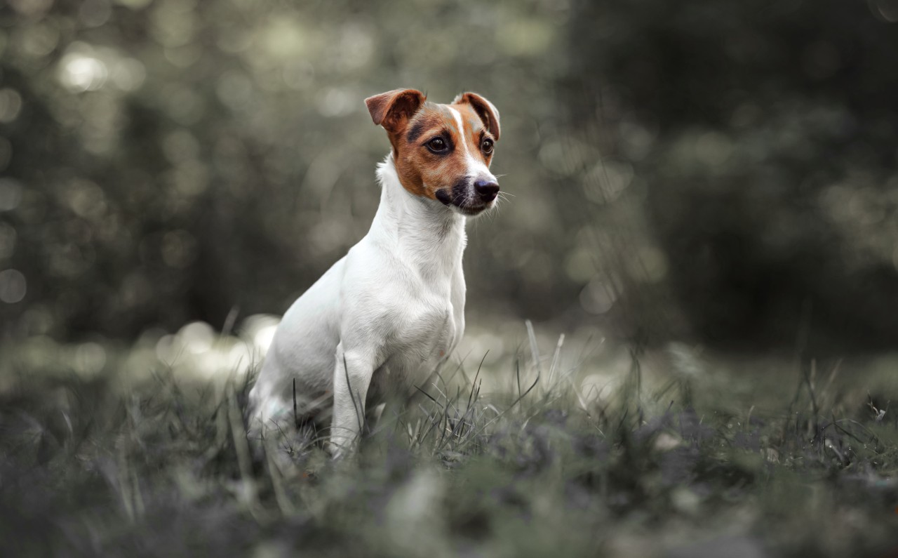 Ein Hund wird in der Ukraine zum Helden. (Symbolbild) 