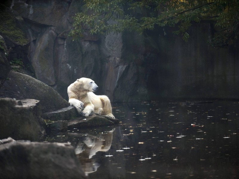 Im März 2011 starb Knut mit nur vier Jahren vor den Augen der Zoobesucher. 