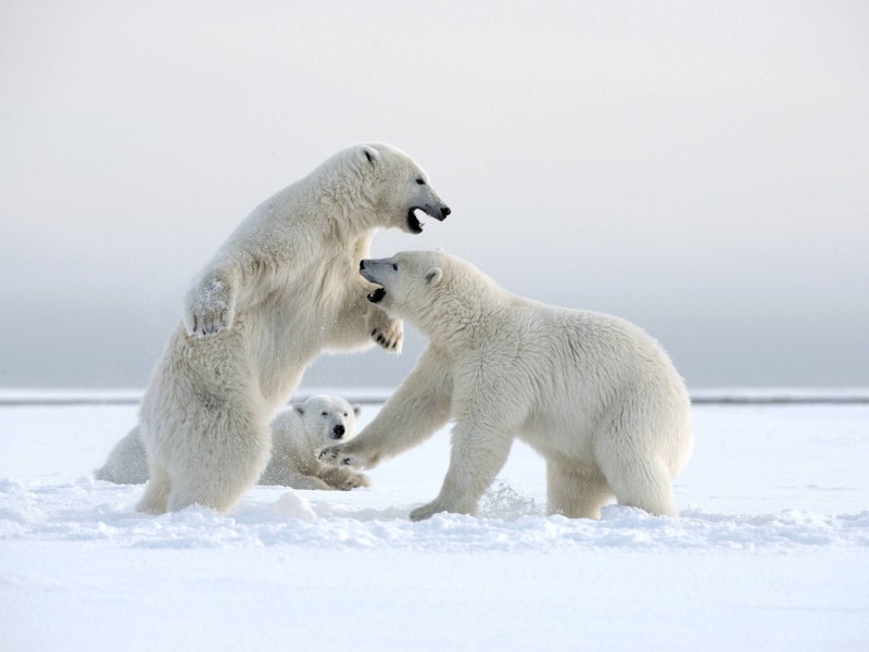 Der Eisbär ist das Symbol für die Arktis. Doch der Klimawandel und die Jagd gefährden sein Überleben. Die Organisation „Polar Bears International“, eine der größten Initiativen zur Rettung der „weißen Riesen“, schätzt einen Rückgang der Population um zwei Drittel bis zum Jahr 2050 – sollte sich bei gleichbleibenden Bedingungen nichts ändern. 