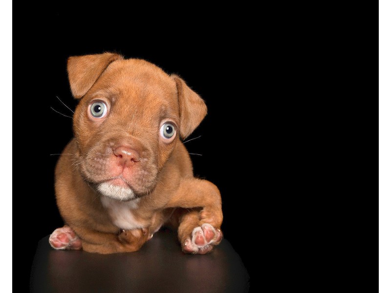 Der kleine Boxermischling Jakk wurde mit missgebildeten Beinen geboren. Kein Grund, ihn nicht ins rechte Licht zu rücken. 