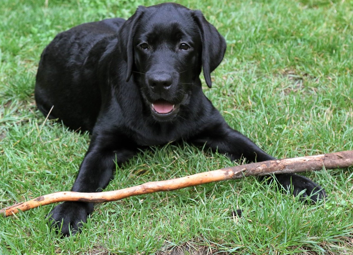 junger-labrador-symbolfoto.jpg