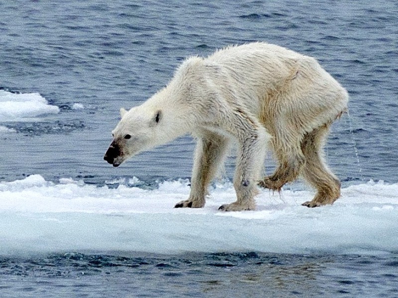 Für die Eisbären wird es immer schwieriger, Nahrung zu finden. 