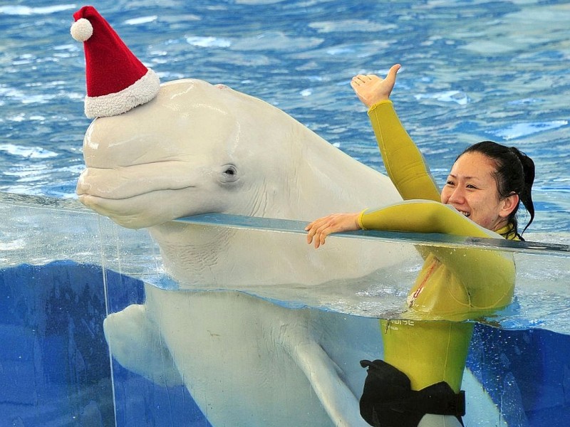 Zwar trägt der Belugawal des Zoos nur ein kleines Hütchen, aber die Weihnachtsstimmung ist da!