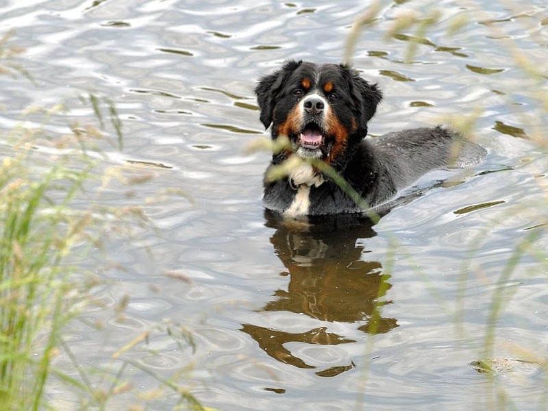 Auch Hunde freuen sich über jede Abkühlung. Hier brachte Frauchen ihr Tier zur Abkühlung in die Ruhr bei Hattingen.