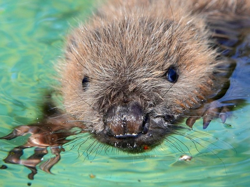 Biberbaby Momo wurde nach dem Elbe-Hochwasser verwaist auf einem Deich bei Lauenburg gefunden. In der Wildtierstation Hamburg wird er aufgepäppelt und fit fürs Leben in freier Natur gemacht.