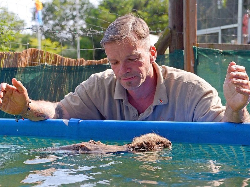 Biberbaby Momo wurde nach dem Elbe-Hochwasser verwaist auf einem Deich bei Lauenburg gefunden. In der Wildtierstation Hamburg wird er aufgepäppelt und fit fürs Leben in freier Natur gemacht. Hier schwimmt er in einem Swimmingpool, beobachtet von Stationsleister Christian Erdmann.