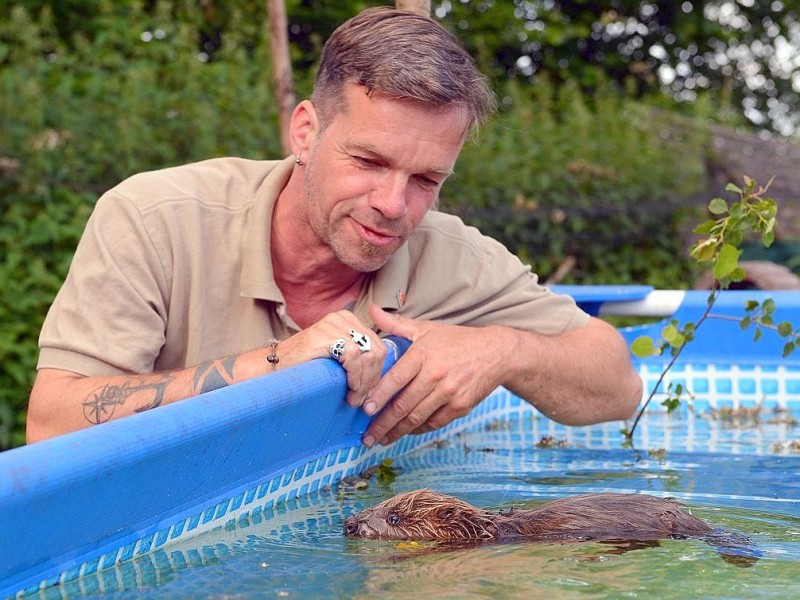 Biberbaby Momo wurde nach dem Elbe-Hochwasser verwaist auf einem Deich bei Lauenburg gefunden. In der Wildtierstation Hamburg wird er aufgepäppelt und fit fürs Leben in freier Natur gemacht. Hier schwimmt er in einem Swimmingpool, beobachtet von Stationsleister Christian Erdmann.