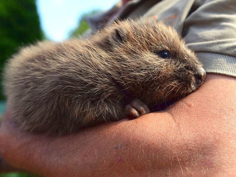 Biberbaby Momo wurde nach dem Elbe-Hochwasser verwaist auf einem Deich bei Lauenburg gefunden. In der Wildtierstation Hamburg wird er aufgepäppelt und fit fürs Leben in freier Natur gemacht.