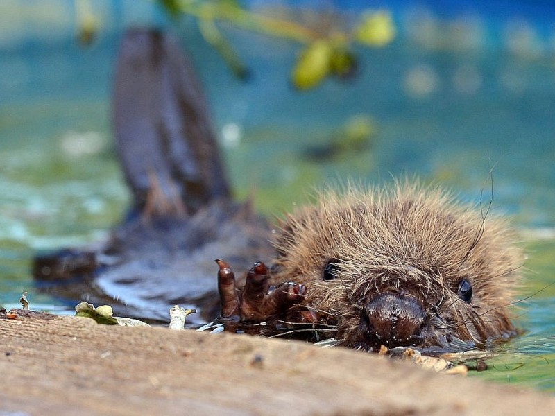 Biberbaby Momo wurde nach dem Elbe-Hochwasser verwaist auf einem Deich bei Lauenburg gefunden. In der Wildtierstation Hamburg wird er aufgepäppelt und fit fürs Leben in freier Natur gemacht.