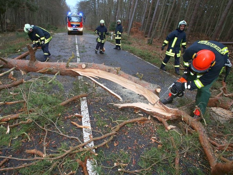 Zwischen Hinrichshagen und Graal-Müritz in Mecklenburg-Vorpommern wehte Xaver Bäume um.