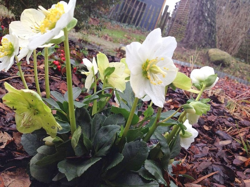 Im Norden Deutschlands sehen diese Blumen schon ganz prächtig aus.