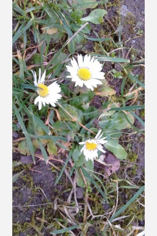 Dieses Gänseblümchen wächst in Halberstadt am Wegesrand.