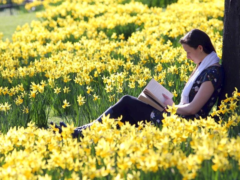 Ein Narzissenmeer - diese beeindruckend gelbe Blumenpracht wächst im St. James' Park in London.