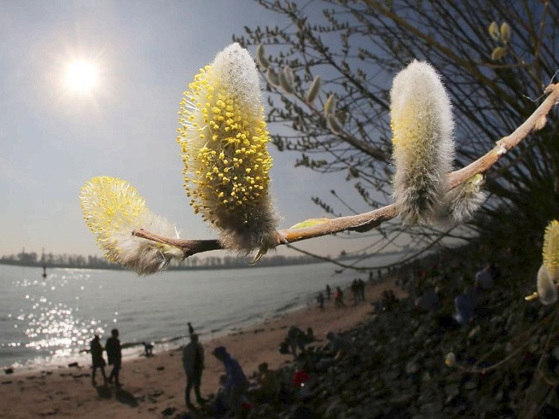 Weidenkätzchen blühen am Strand an der Elbe in Hamburg.