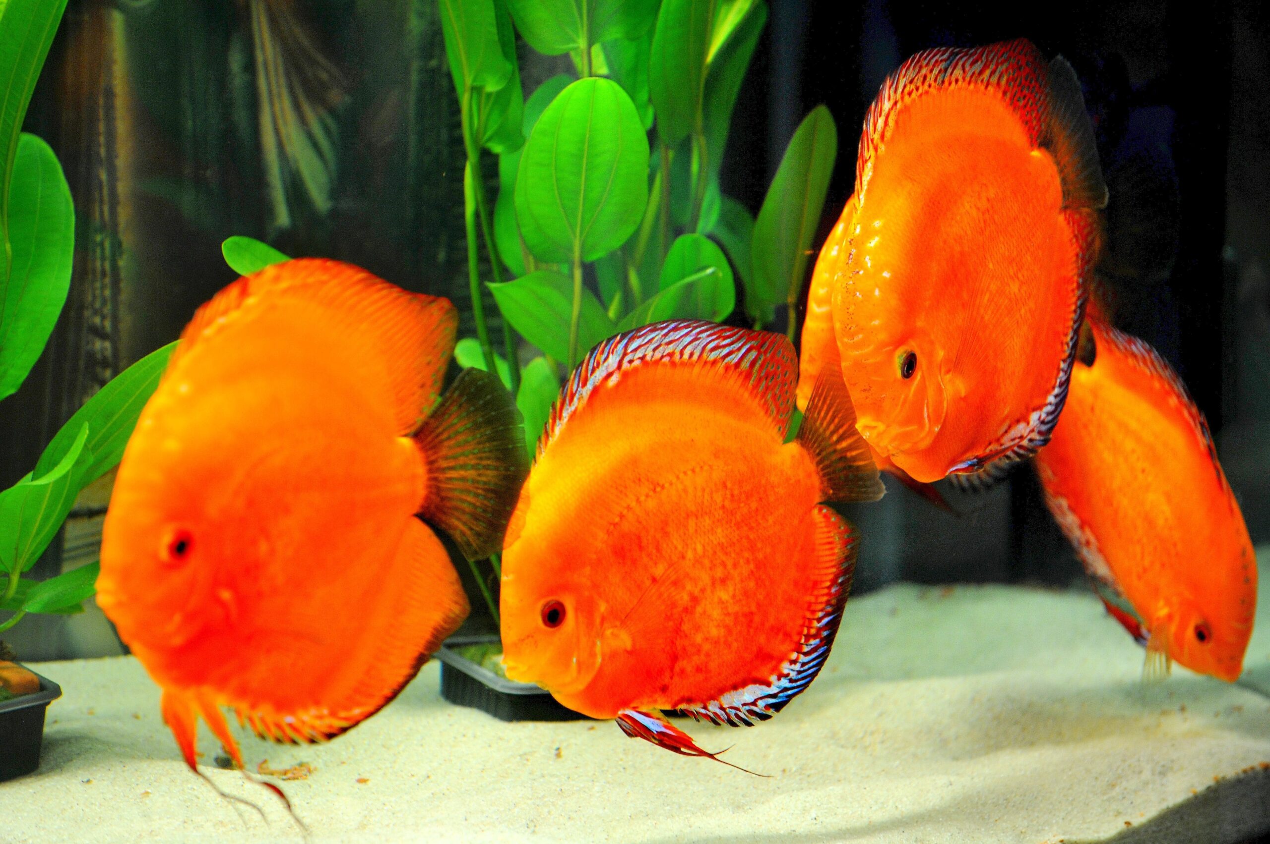 Am Freitag, den 30.09.2011 findet in der Kraftzentrale im Landschaftspark Nord in Duisburg - Meiderich die Eröffnung der 14. Aquaristik - Messe Zierfische und Aquarium statt. Es ist die nach Angaben des Veranstalters weltweit größte Aquaristik - Messe , die noch bis zum 03. Oktober 2011 geht. Im Foto: Ein besonderes Highlight sind die vielen DiskusfischeFoto: Stephan Eickershoff / WAZ FotoPool