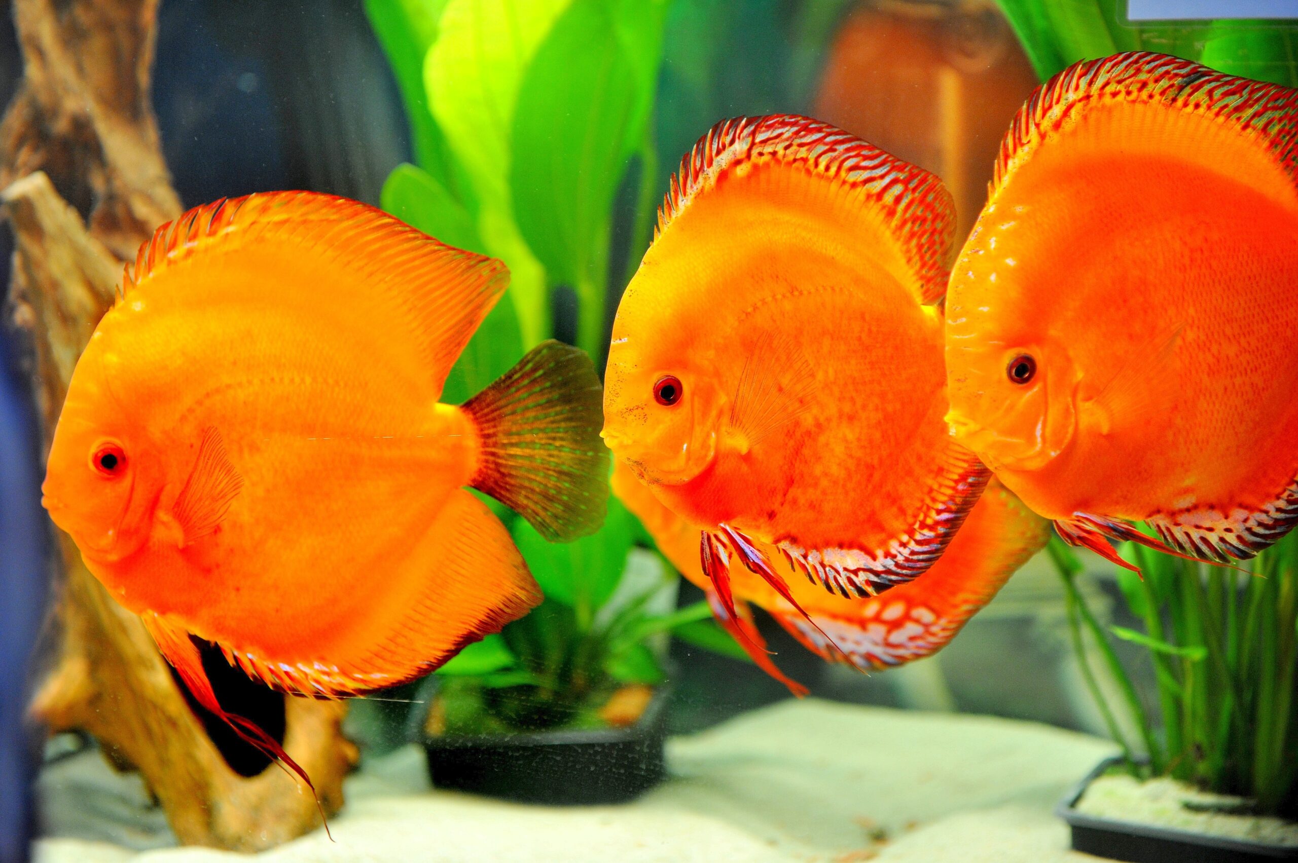 Am Freitag, den 30.09.2011 findet in der Kraftzentrale im Landschaftspark Nord in Duisburg - Meiderich die Eröffnung der 14. Aquaristik - Messe Zierfische und Aquarium statt. Es ist die nach Angaben des Veranstalters weltweit größte Aquaristik - Messe , die noch bis zum 03. Oktober 2011 geht. Im Foto: Ein besonderes Highlight sind die vielen DiskusfischeFoto: Stephan Eickershoff / WAZ FotoPool