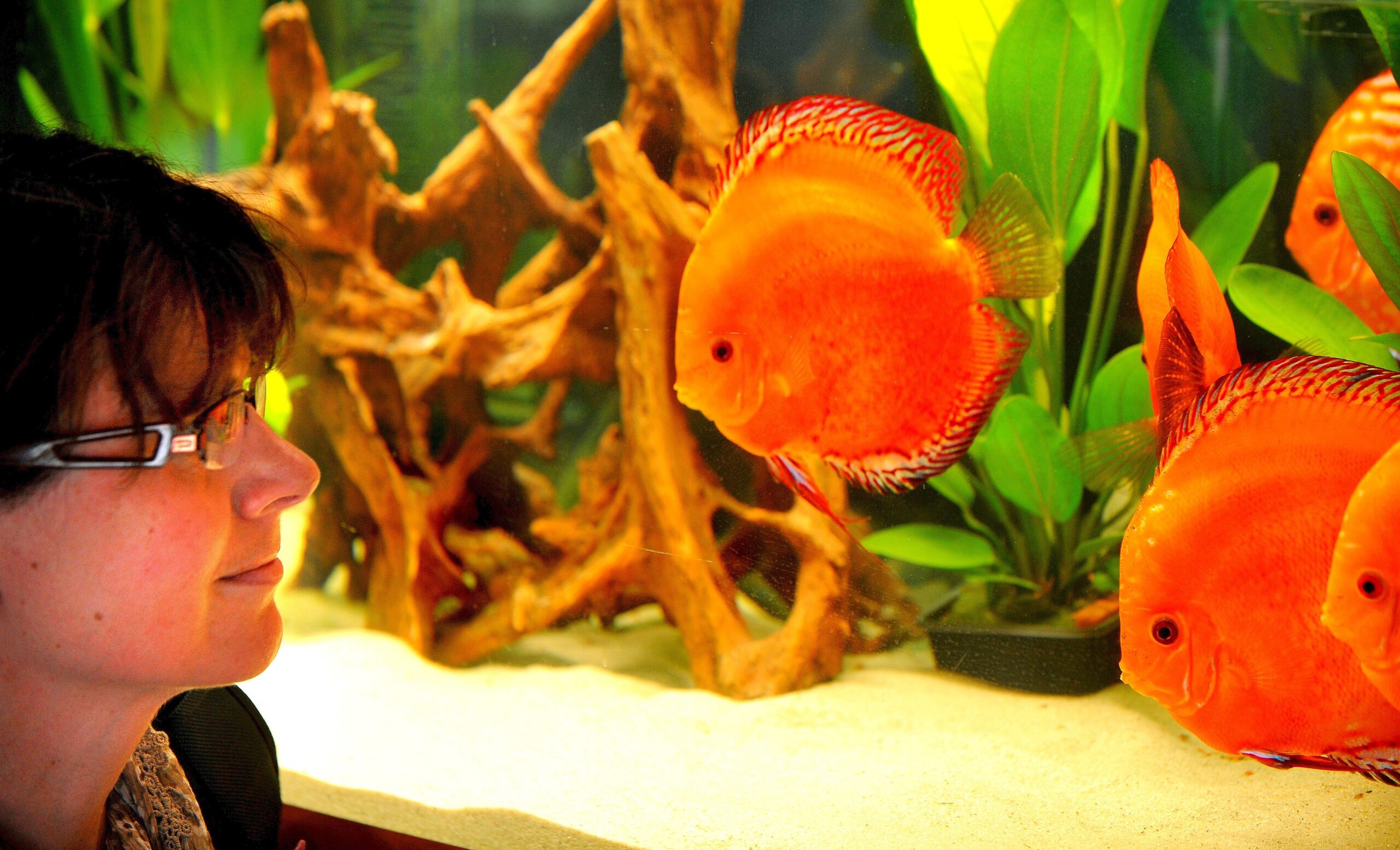 Am Freitag, den 30.09.2011 findet in der Kraftzentrale im Landschaftspark Nord in Duisburg - Meiderich die Eröffnung der 14. Aquaristik - Messe Zierfische und Aquarium statt. Es ist die nach Angaben des Veranstalters weltweit größte Aquaristik - Messe , die noch bis zum 03. Oktober 2011 geht. Im Foto: Ein besonderes Highlight sind die vielen DiskusfischeFoto: Stephan Eickershoff / WAZ FotoPool